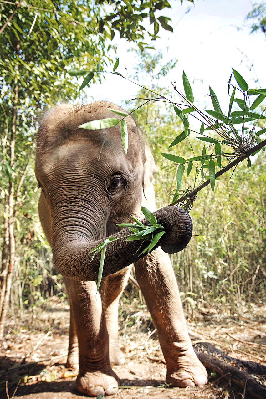 The Complicated State of Tourists & the Endangered Asian Elephant