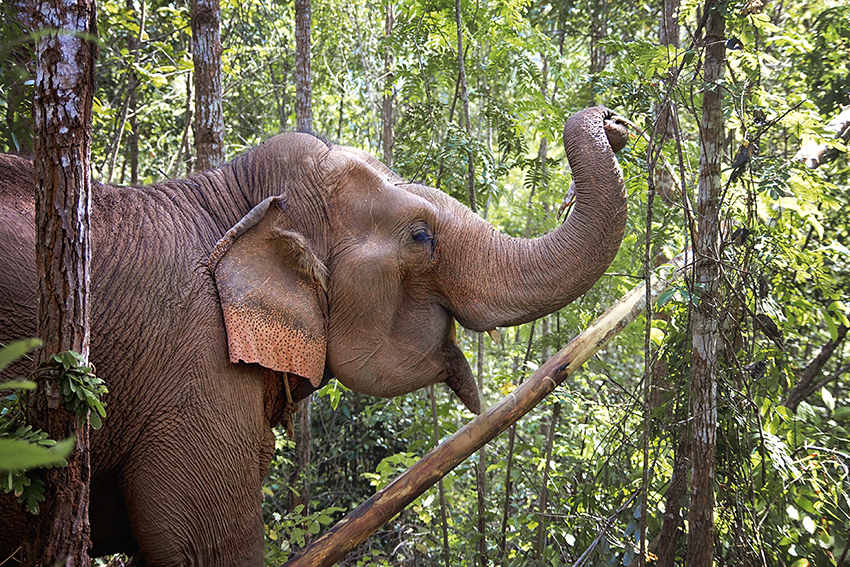 The Complicated State of Tourists & the Endangered Asian Elephant