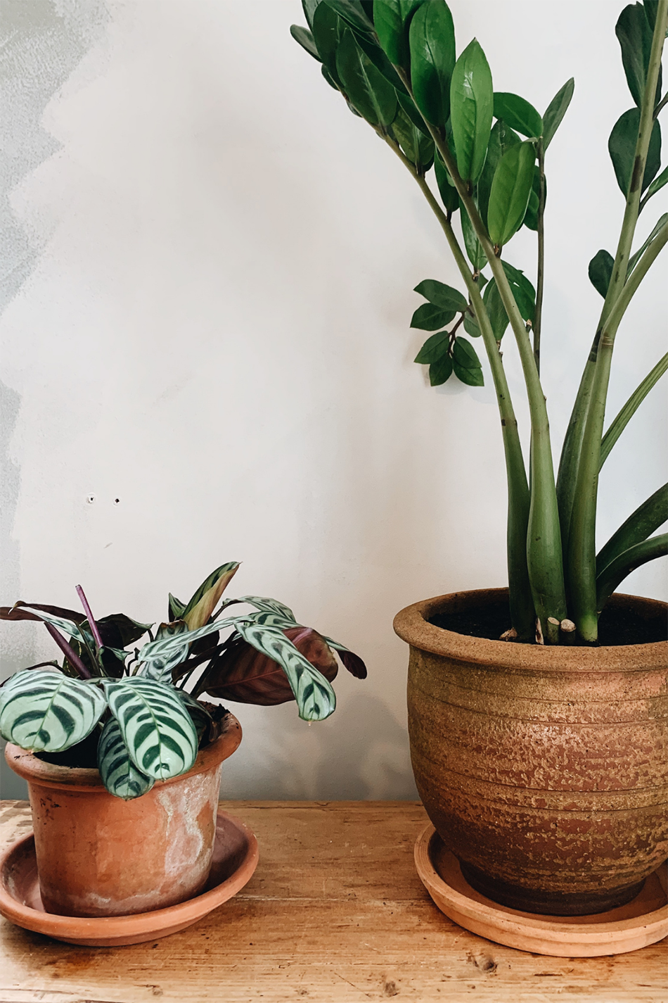 Guide To Sustainable Houseplants