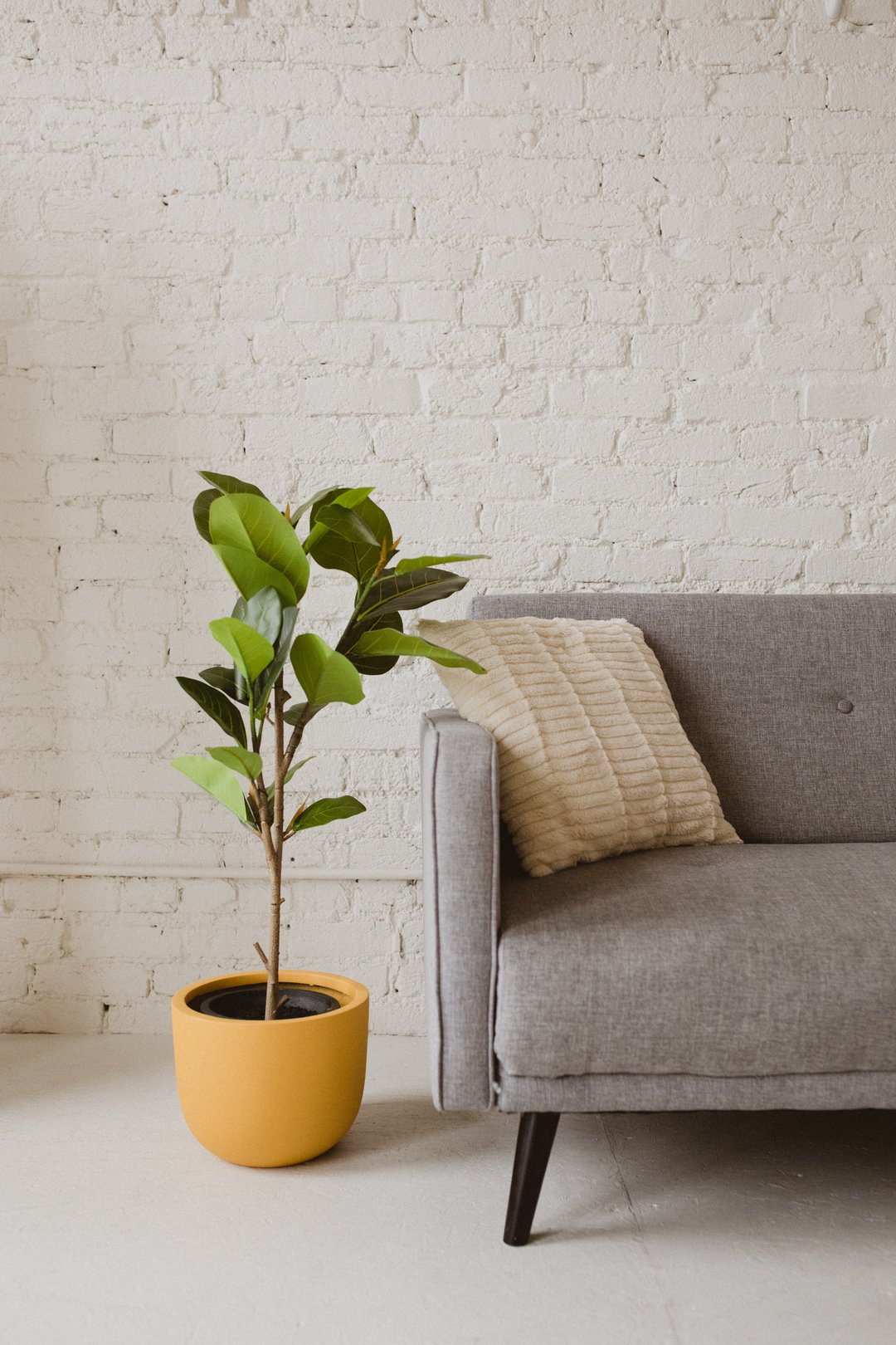 Mustard Pot - Left on Olive Planters