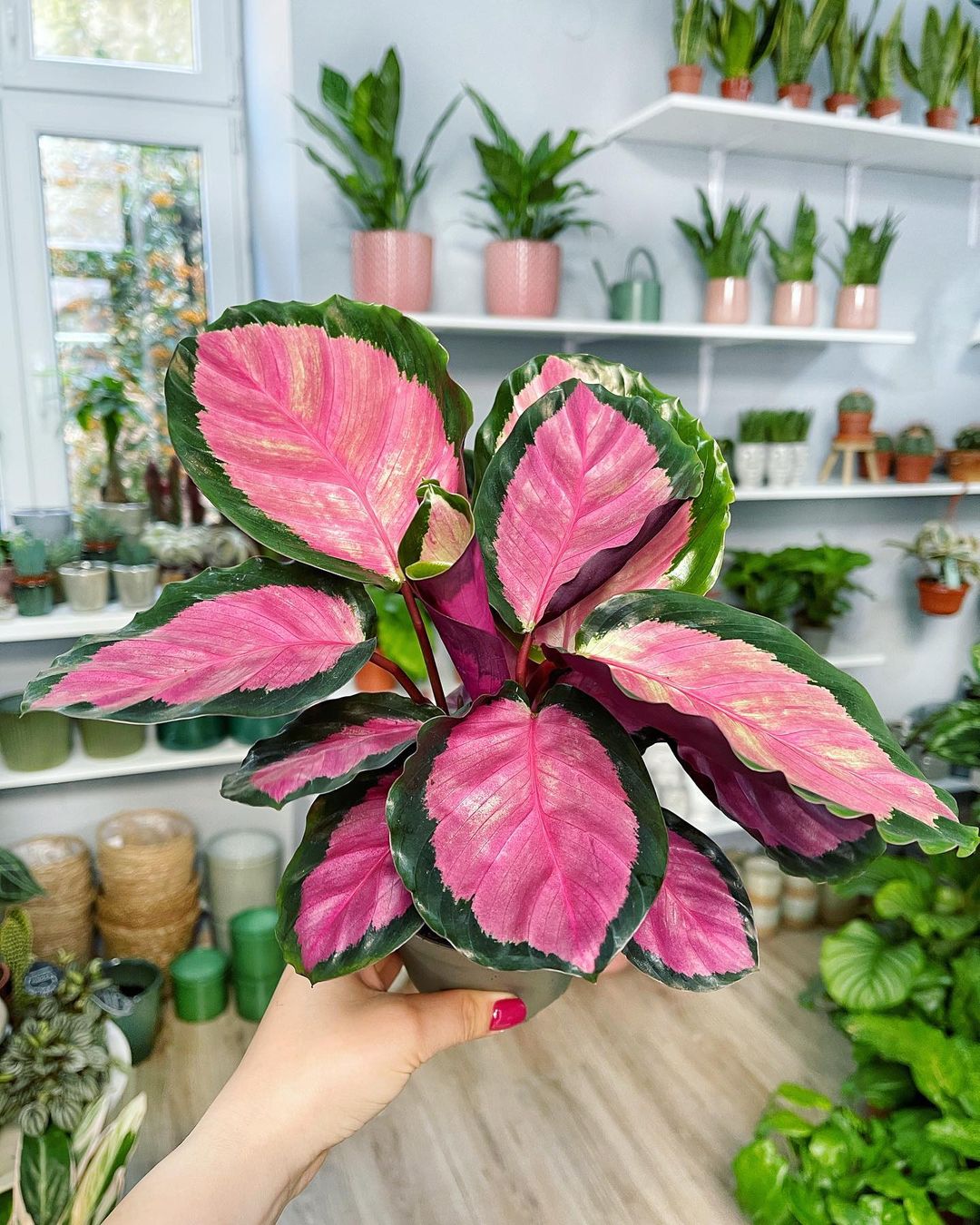 Calathea Roseopicta Rosy aka Rose Painted Calathea