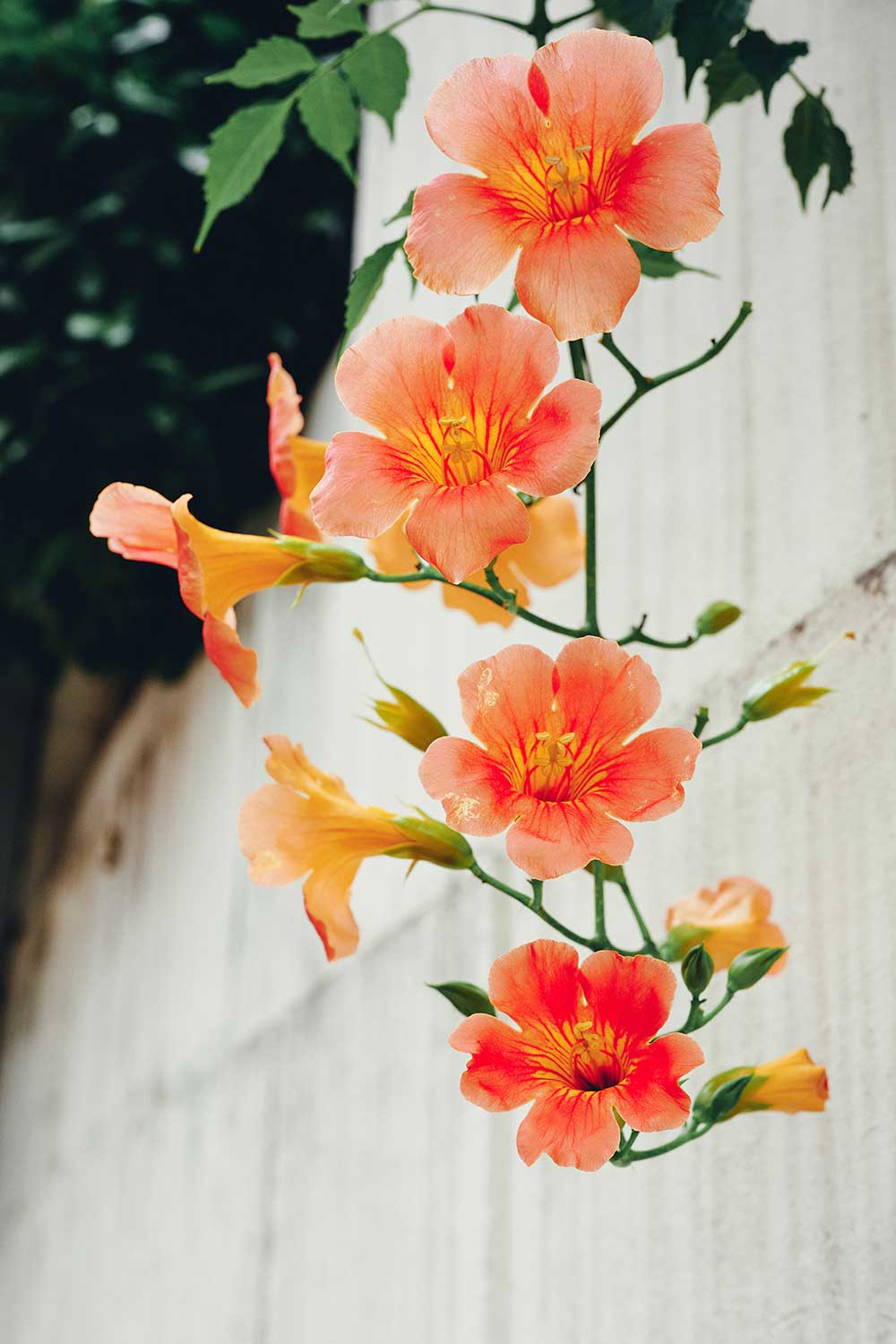 coral flowers - article on where to find positive environmental news