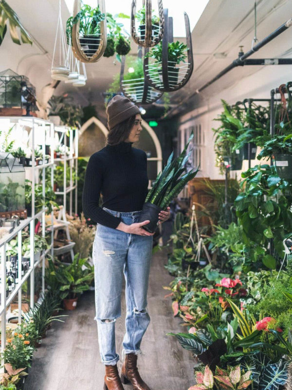 Nightshade plant shop Seattle